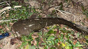【2025年初ナマズ！】59cmキャッチ！こだわりチューニングでヒット🎣🔥