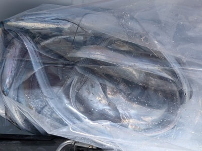 【相模湾】タチウオテンヤ釣行！渋いアタリに苦戦しつつも7匹キャッチ🎣🔥