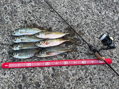 【和歌山県アジング釣行】春の兆し！地合いを捉えて良型アジ7匹🎣✨