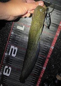 【今季70本目！】足が痛くても釣れるナマズゲーム！ピン撃ちで確実に1本キャッチ🎣