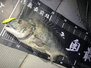 話題の限定カラーで年なしチヌ！マリエラ68sブンブンオリカラ釣行記 in 旧江戸川・荒川