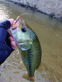 【高山ダムバス釣行】虫系ワームで5本キャッチ！デカバスバイトも連発したリベンジ戦