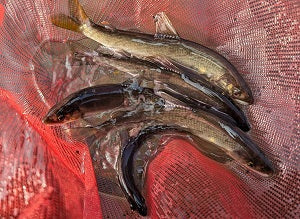 【神奈川県・早川】渇水後の厳しい鮎釣り釣行｜2025年12回目はわずか2匹！大鮎放流に期待