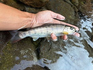 【ヤマメ釣果速報】酒匂川水系で24cm！Dコン炸裂のネイティブトラウトゲーム【神奈川県】