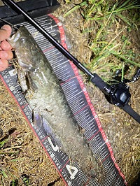 【埼玉ナマズ釣り】25レサト真でビッグナマズ入魂！実釣インプレも紹介