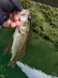 【2025年9月・七色ダム釣行記】タフコン攻略！秋のブラックバスにレジェンドリーチが効く！【奈良県】