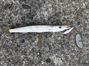【伊豆カマス釣行記】トラウトルアーで挑戦！スピナーやDコンタクトが活躍🎣