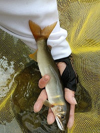 【今季ラスト龍神釣行】和歌山・日高川で秋の友釣り！チャラ瀬と深トロで鮎6匹🎣