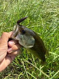 【秋目前の霞ヶ浦水系】ヤマセンコーで小バス攻略！バスフィッシング実釣レポ🎣