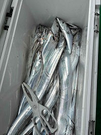 【大阪湾タチウオ絶好調】船テンヤで90cm含む36本！洲本沖で数＆サイズともに満足釣果