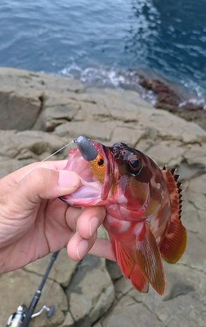 【秋の西伊豆ロックフィッシュ】沖磯でアカハタ好調！サイズ狙いは今がチャンス！