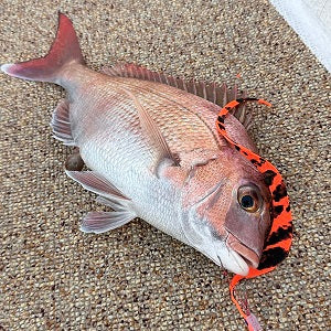 【明石タイラバ】秋のディープ攻略！40cm級マダイをキャッチ🎣