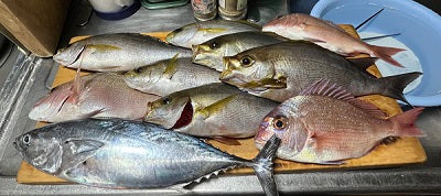 🎣 イサキ大漁！遠投かご釣り＠チガ崎（和歌山県）