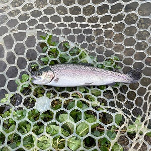 🎣トラウト開幕！高島の泉で好スタート！