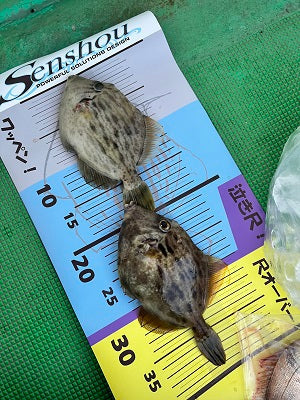 【加太・三邦丸】船カワハギ釣行レポート｜強風＆渋潮の中で7枚キャッチ！【2025年11月】