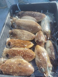 【和歌山・日高港発】秋のスミイカ釣り！モウゴウイカも好調｜オモリグで狙う船エギング釣行記