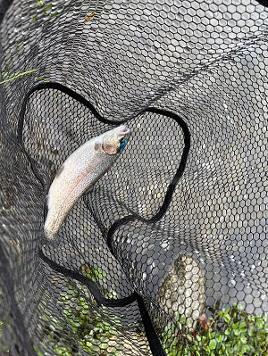 【滋賀・高島の泉】クリアウォーターで楽しむエリアトラウト釣行｜ニジマス最大40cmを含む15匹！