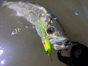 【兵庫県河川シーバス調査】明暗攻略で50cmキャッチ！ナイトゲーム実釣レポート