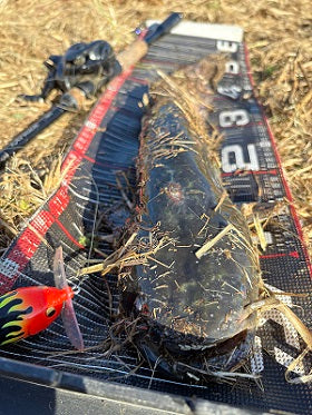 【執念の一尾で達成！】ナマズ150本目は晩秋の埼玉でキャッチ！冬ナマズ攻略のヒントも！