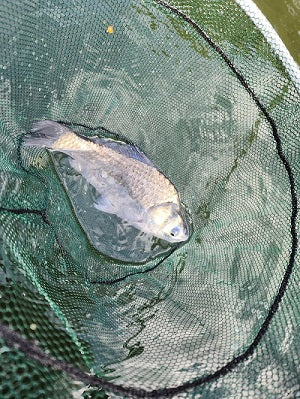 【清遊湖でヘラ釣り】初心者でも25枚！風馬ウキで安定ヒット！
