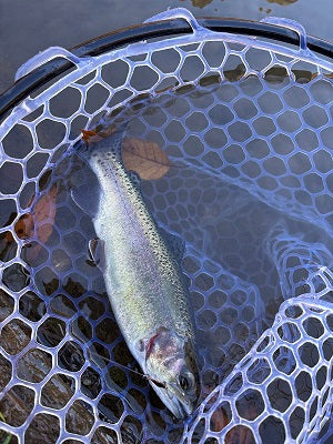 【エリアトラウト釣行】ジョイバレーで11本！へら師が挑む冬トラウトの世界