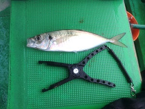 【釣果レポート】和歌山・三邦丸でライトアジ釣り！良型アジは一投目から！