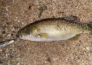 【琵琶湖西岸ナイトバス釣行】ミノーで小バス連発！狙いは寒波後のデカバス！