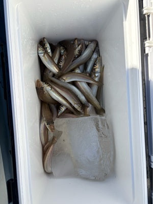 【進丸／金沢漁港】ショートシロギス釣行レポート！〜冬モード突入？渋い展開の中で導いた51匹〜