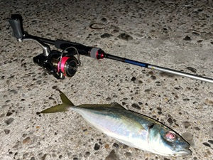 2026年初釣りは和歌山方面へ！好反応続出のアジング釣行レポート🎣