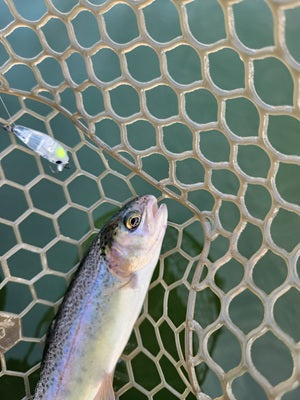 お昼からでも楽しめる！埼玉エリアトラウト釣行レポート🎣