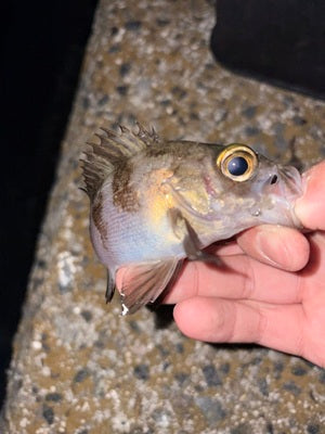 🎣淡路島ライトゲーム釣行レポート【2026.01.27】