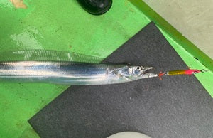 【東京湾タチウオジギング】渡辺釣船店でリベンジ成功！最後の流しでF5太刀魚をキャッチ