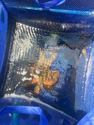 【明石船タコ】解禁2週間後の初釣行！大潮の激流攻略で2杯キャッチ🐙