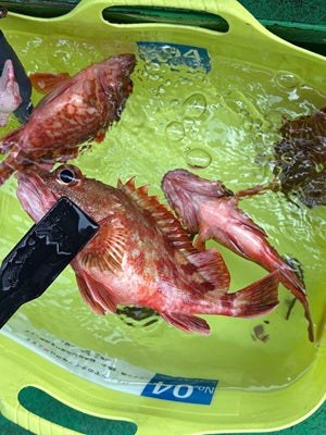 【和歌山の船アジ釣り】三邦丸で初挑戦！本命は不発もガシラをキャッチ