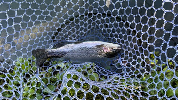 【滋賀・醒井養鱒場】初挑戦でニジマス30匹！春におすすめのエリアトラウト釣行