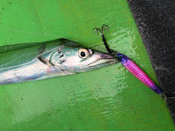 【東京湾タチウオジギング】激渋の中で98cmをキャッチ！厳寒期でも狙える人気ターゲット