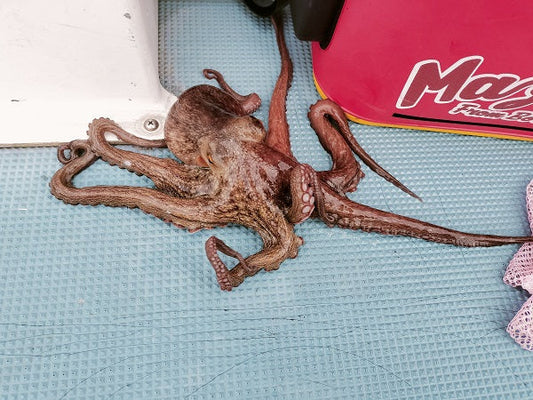 船タコ釣り初心者必見！冬マダコを神奈川・長崎屋で狙ってみた🐙✨