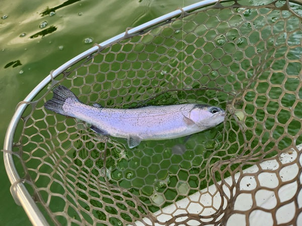 【埼玉エリアトラウト】多摩湖フィッシングエリアでニジマス8匹！昼過ぎスタートでも楽しめる