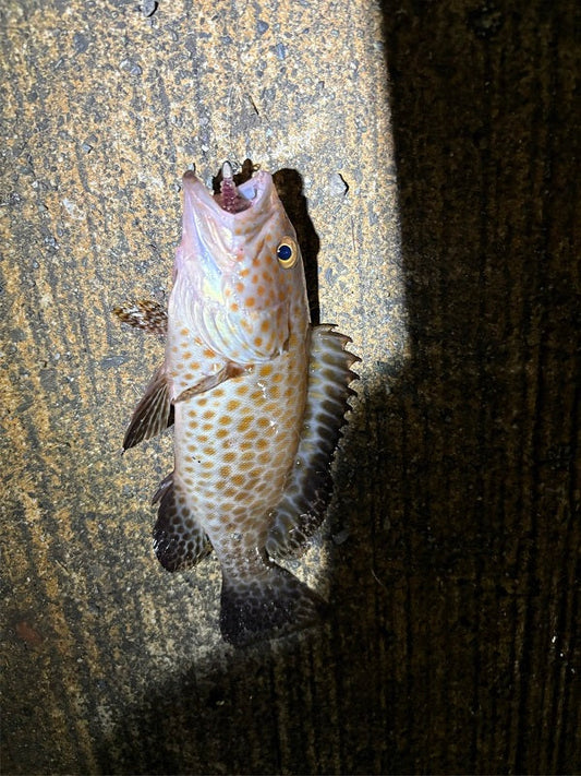 【静岡ライトゲーム釣行】夏夜にアジ＆オオモンハタを狙う！短時間でも満足の釣果
