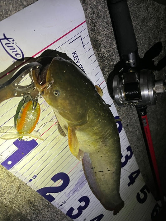 【埼玉ナマズトップ】ガボッツ90が活躍！オフショアアングラーのナマズ釣行記🎣