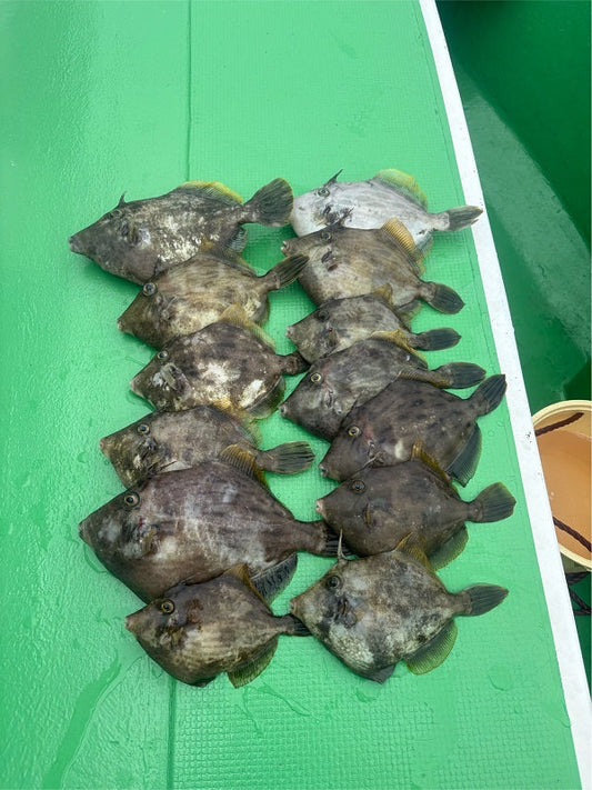 【5月末のカワハギ釣り in 山下丸】渋めの状況でも13枚キャッチ！春の攻略は引き出しの多さが鍵🐟