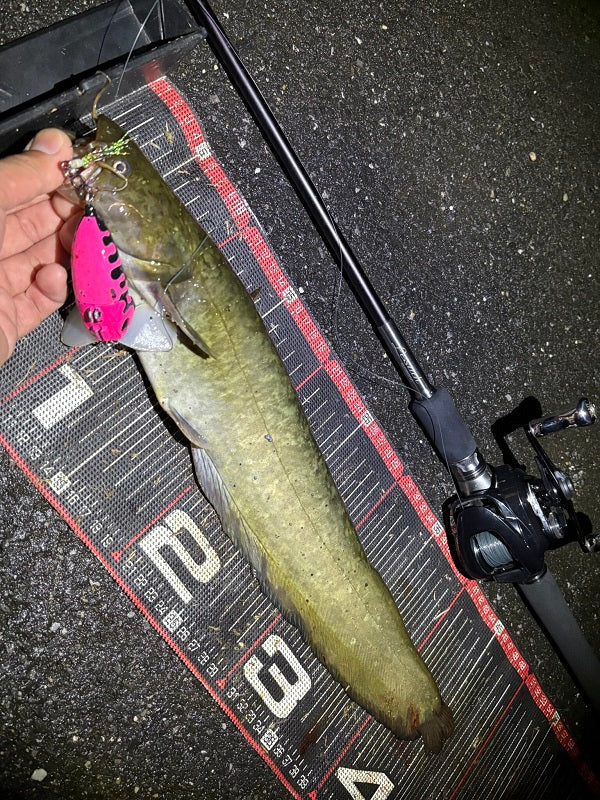 【秋ナマズ爆釣】雨上がりの夕マズメに3キャッチ成功！パターンを掴む短時間勝負！