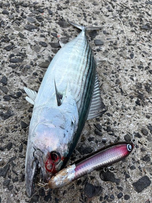 【長崎・五島列島】エギング＆ショアキャスティングで多魚種ヒット！ヒラマサは82cm！
