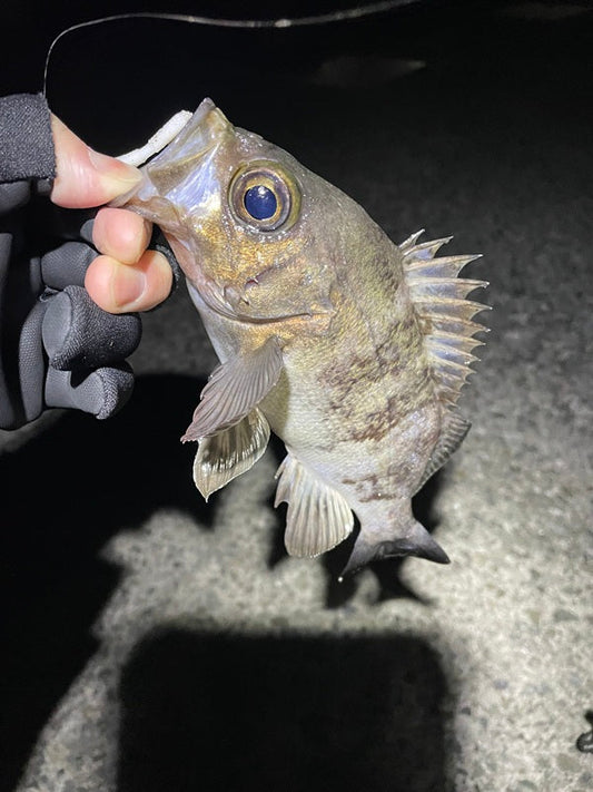 【兵庫メバリング】爆風でも釣れる！堤防で23cmメバルをキャッチ