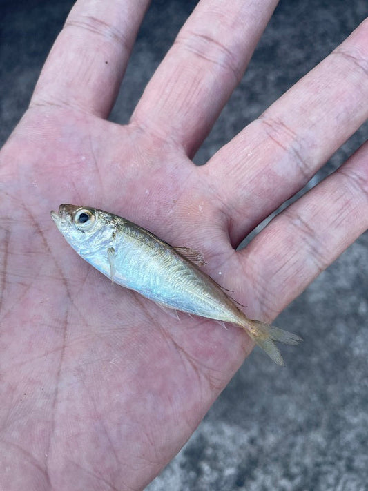 「福井県で豆アジ爆釣！サビキ釣り初心者にもおすすめの釣果レポート」
