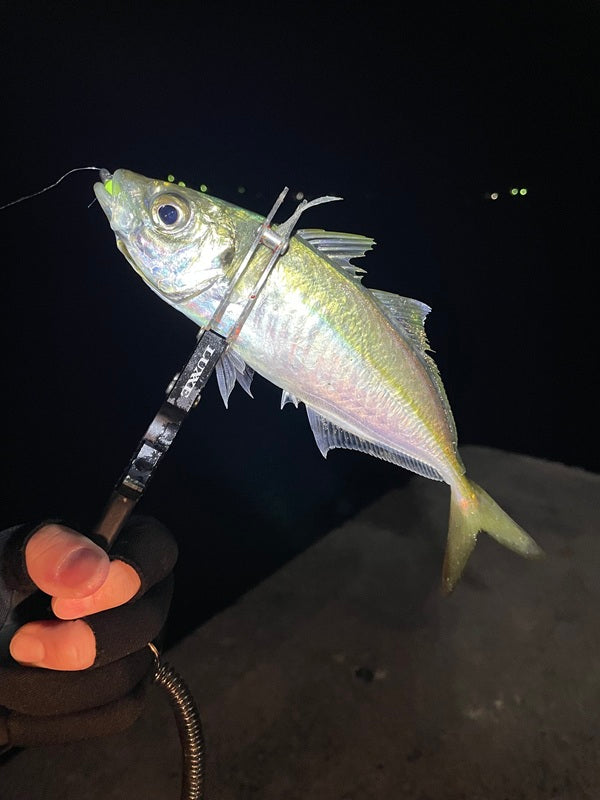 【和歌山アジング】最大28cm！まだまだ釣れる堤防アジ攻略法