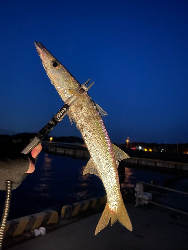 【和歌山カマス】まだ釣れる？2月調査で最大38cmキャッチ！