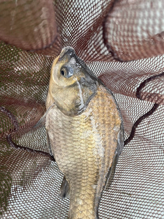 【兵庫・天神釣り池】雨の日こそヘラブナ釣行！短時間で12枚キャッチ