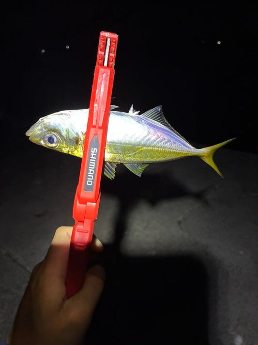 【兵庫県】ギガアジは本当に釣れる？堤防アジングで尺アジ情報を徹底調査！