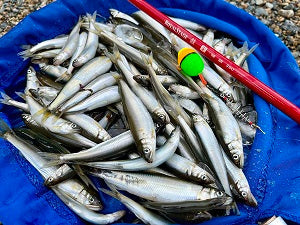 【琵琶湖小鮎釣り開幕！】湖畔で癒しの100匹釣果🎣甘露煮で美味しくいただきました✨